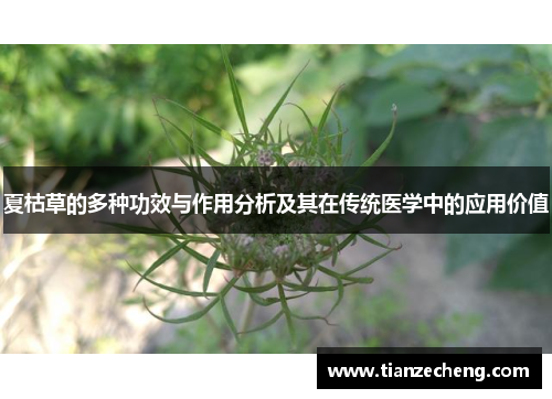 夏枯草的多种功效与作用分析及其在传统医学中的应用价值